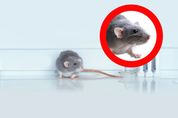 experimental laboratory gray rat, concept Genetic Modifications, Behavioral Studies Research on...
