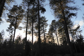Cannock Chase, Kiefernwald im Gegenlicht
