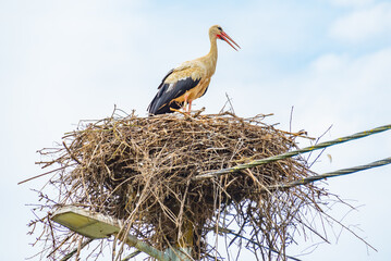 White storks nesting at Croatian village Cigoc