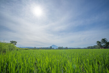 Green rice field in Watu Purbo, Yogyakarta, Indonesia