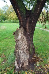 Willow tree truncated trunk of a twin tree