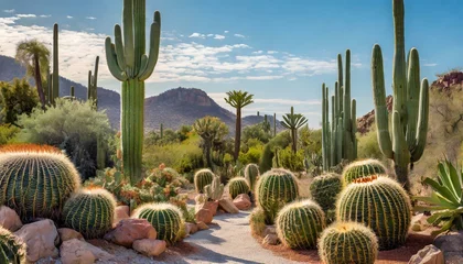Foto auf Leinwand A captivating composition featuring a diverse collection of cactus plants © esta