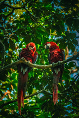 macaws in the jungle