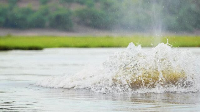 An afrcian hippopotamus splashing water in a river.