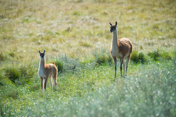 Guanacos in Pampas grassland environment, La Pampa province, Patagonia, Argentina.