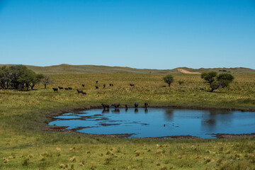 Water buffalo, Bubalus bubalis, in Pampasd Landscape,  La Pampa province, Patagonia.