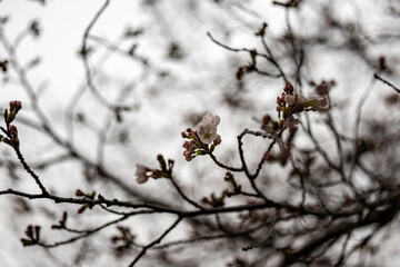 Cherryblossom