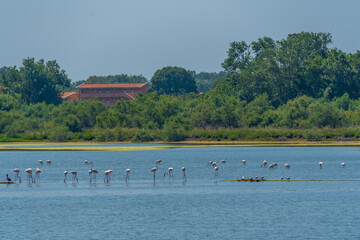Group of flamingos at Ulcinj salines in Montenegro