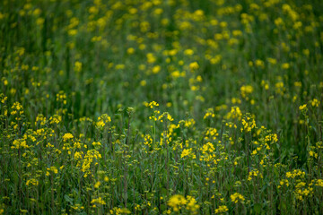 Fototapeta premium 양산 황산공원 유채꽃