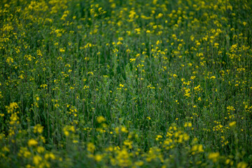 Fototapeta premium 양산 황산공원 유채꽃