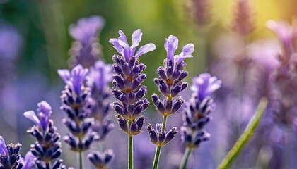 Obraz premium A mesmerizing close-up of a blooming lavender flower