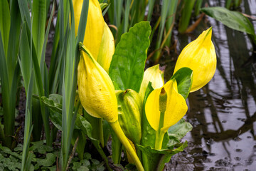 Yellow flower of Lysichiton americanus or western skunk cabbage in spring