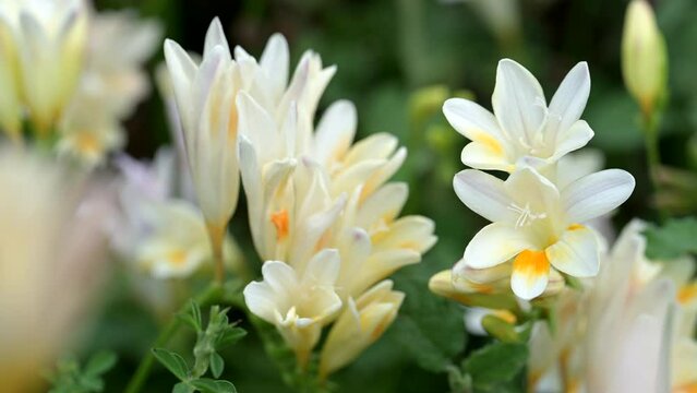 White Freesia wild rare flowers.  Turkey's rare white flower in the islands region: Iridaceae, Freesia leichtlinii subsp. alba 