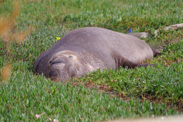 Fototapeta premium Elephant seal rookery on pacific coast