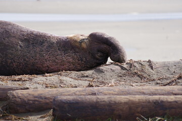 Elephant seal rookery on pacific coast
