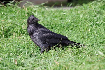 Cheeky crow in a field