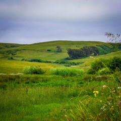 Hillside pastureland in Marin County