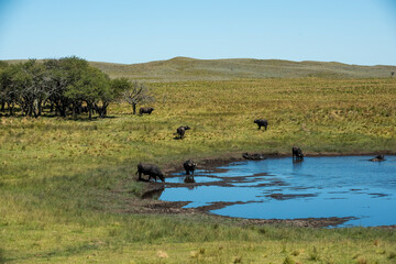Water buffalo, Bubalus bubalis, in Pampasd Landscape,  La Pampa province, Patagonia.