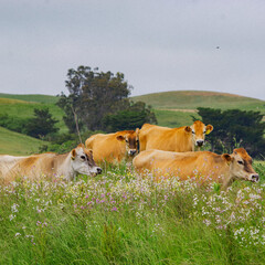 Cows grazing in field