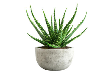 Concrete Pot Accentuating the Beauty of Aloe Vera Plant and Its Spirals on white background