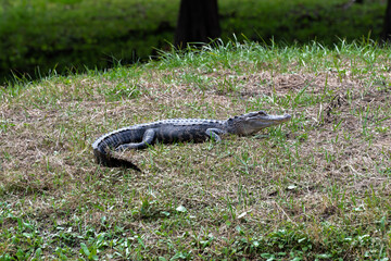 Juvenile alligator on land, Gainesville, Florida