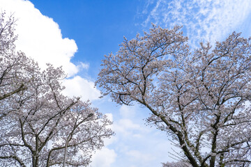 青空と雲と桜の木