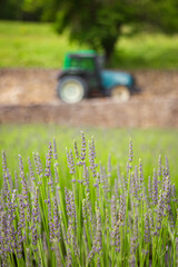 A tractor near a lavender field in summer in Provence in France. High quality photo