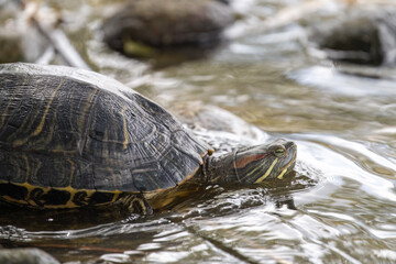 Close up of a red-eared slider turtle swimming in a lake in Santee, California.