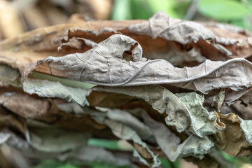 Dried papaya leaves photographed from close range