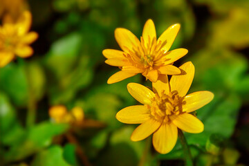 Yellow flower close up on green grass background
