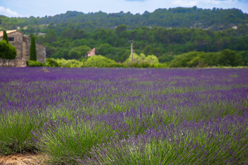 A small field of lavender on a farm in Provence, France.