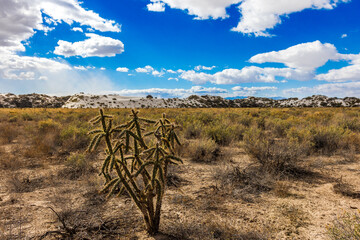 New Mexico desert landscape.