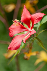 red hibiscus flower