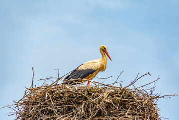 White storks nesting at Croatian village Cigoc