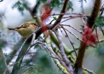 Goldcrest (Regulus regulus) - Found across Europe & parts of Asia & North Africa