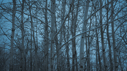 Blue Quaking Aspens