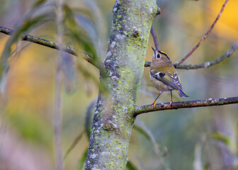 Goldcrest (Regulus regulus) - Found across Europe & parts of Asia & North Africa