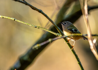 Goldcrest (Regulus regulus) - Found across Europe & parts of Asia & North Africa