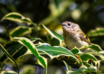 Goldcrest (Regulus regulus) - Found across Europe & parts of Asia & North Africa