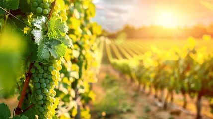 Fotobehang A sunlit vineyard with rows of grapevines stretching into the distance. © CREATER CENTER