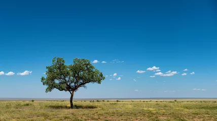 Fototapeten A solitary tree standing tall against the vast expanse of a sunny, cloudless sky. © CREATER CENTER