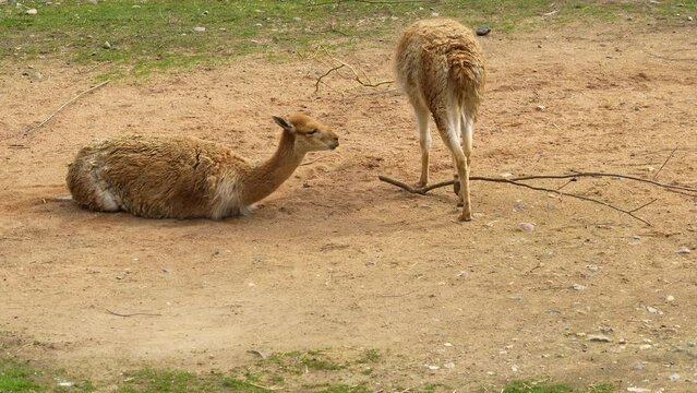 Close up of a vicuna resting in sand on a sunny day.	
