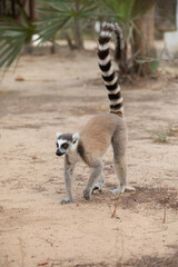 Obraz premium ring-tailed lemur, Lemur catta at Madagascar