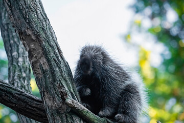 Erethizontidae, north american porcupine, climbing over tree