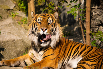 critically endangered Sumatran tiger
