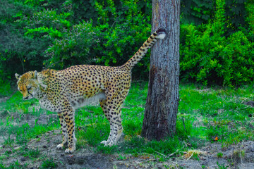 beautiful adult cheetah walks around its territory