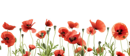 red poppy flowers on transparent background. Generative AI 