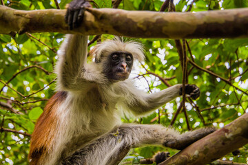 Zanzibar red king colobus closeup