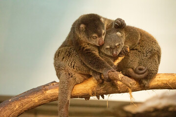 cute wild bear cuscus aulirops ursinus arboreal
