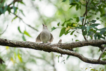 The grey shrikethrush or grey shrike-thrush, formerly commonly known as grey thrush, is a songbird of Australasia. The scientific name is Colluricincla harmonica.
